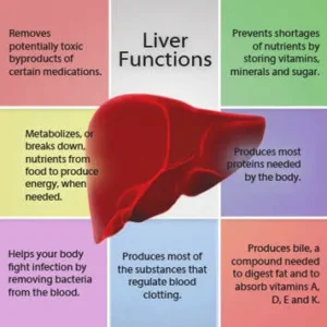 The liver and its functions