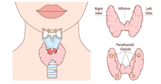 Picture Front view diagram of the neck showing the thyroid gland with right and left lobes connected by an isthmus, and four parathyroid glands nearby.