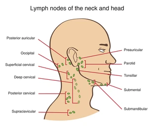 Picture An anatomical diagram labeled with head and neck lymph nodes, showing occipital, posterior auricular, preauricular, parotid, submandibular, submental, tonsillar, deep and superficial cervical, supraclavicular, and other nodes.
