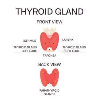 Picture Front-and-back diagram of the thyroid gland with left and right lobes, isthmus, larynx, and trachea labeled; shows parathyroid glands nearby on the back view.