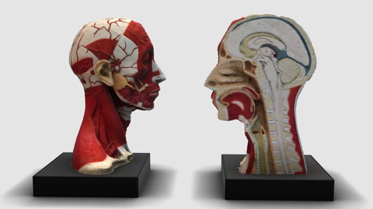 two life-size head models showing frontal muscular anatomy and a sagittal cut, displayed on black bases.