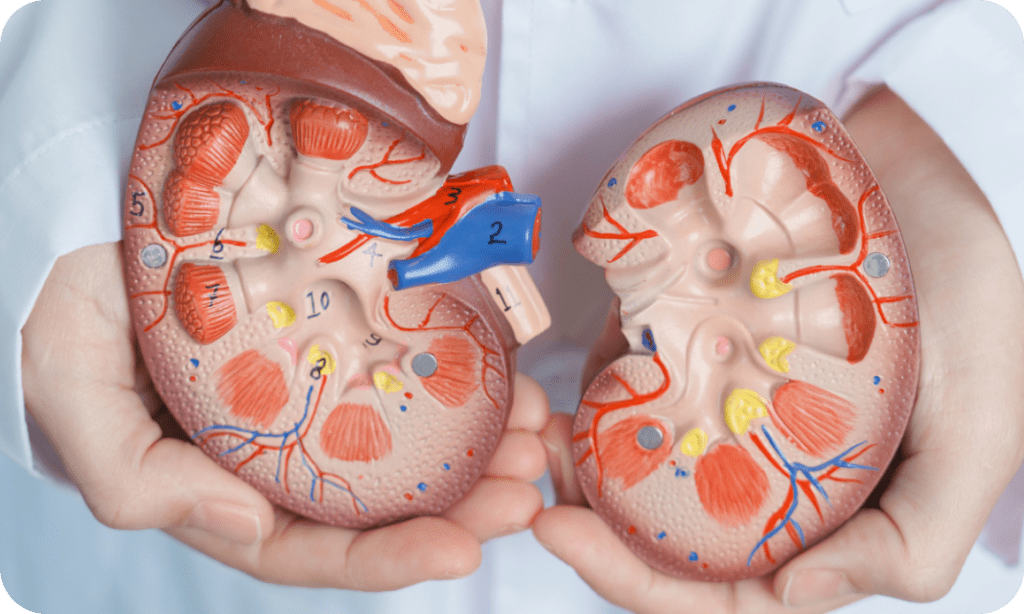 Best Adrenal Tumor Surgeon in Bangalore?